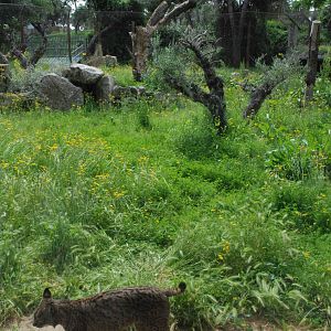 Iberian Lynx Enclosure at Zoo Aquarium de Madrid, 20th May 2022