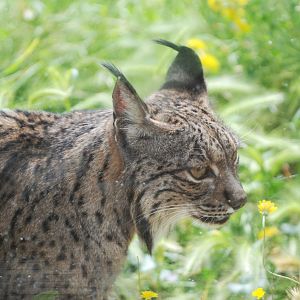 Iberian Lynx at Zoo Aquarium de Madrid, 20th May 2022