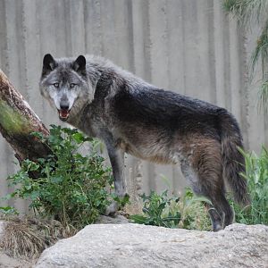 Canadian TImber Wolf at Zoo Aquarium de Madrid, 20th May 2022