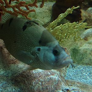 Spotted Soapfish at Zoo Aquarium de Madrid, 20th May 2022