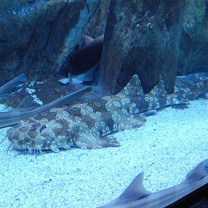 Spotted Wobbegong at Zoo Aquarium de Madrid, 20th May 2022