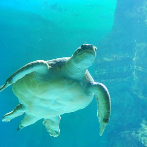 Green Sea Turtle at Zoo Aquarium de Madrid, 20th May 2022