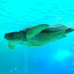 Loggerhead Turtle at Zoo Aquarium de Madrid, 20th May 2022