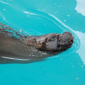 Patagonian Sea Lion at Zoo Aquarium de Madrid, 20th May 2022