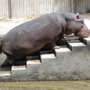 Common Hippopotamus at Zoo Aquarium de Madrid, 20th May 2022