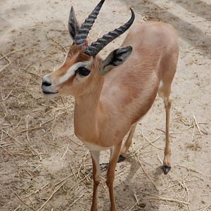 Saharan Dorcas Gazelle at Zoo Aquarium de Madrid, 20th May 2022