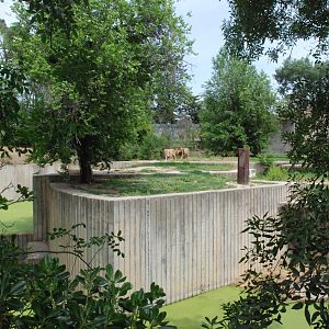 Asian Lion Enclosure at Zoo Aquarium de Madrid, 20th May 2022