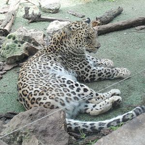 Persian Leopard at Zoo Aquarium de Madrid, 20th May 2022