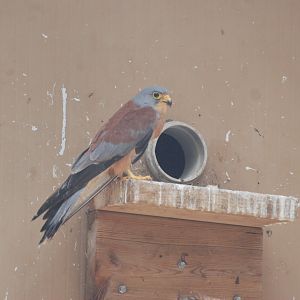 Lesser Kestrel at Zoo Aquarium de Madrid, 20th May 2022