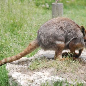 Yellow-footed Rock Wallaby at Zoo Aquarium de Madrid, 20th May 2022