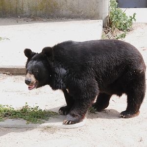 Asian Black Bear at Zoo Aquarium de Madrid, 20th May 2022