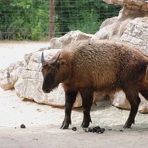 Mishmi Takin at Zoo Aquarium de Madrid, 20th May 2022