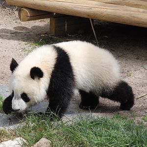 Giant Panda Cub at Zoo Aquarium de Madrid, 20th May 2022