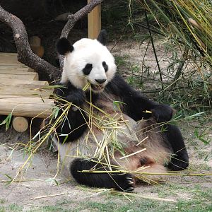Giant Panda at Zoo Aquarium de Madrid, 20th May 2022