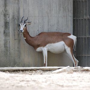 Mhorr Gazelle at Zoo Aquarium de Madrid, 20th May 2022