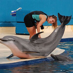 Atlantic Bottlenose Dolphin at Zoo Aquarium de Madrid, 20th May 2022