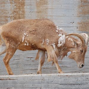 Barbary Sheep at Zoo Aquarium de Madrid, 20th May 2022