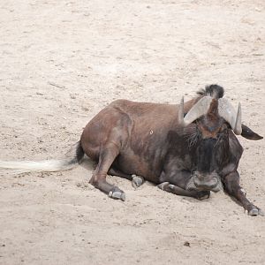 White-tailed Gnu at Zoo Aquarium de Madrid, 20th May 2022