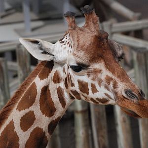 Rothschild's Giraffe at Zoo Aquarium de Madrid, 20th May 2022