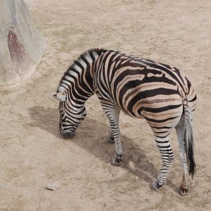 Damara Zebra at Zoo Aquarium de Madrid, 20th May 2022