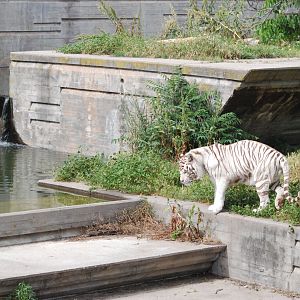 White Tiger at Zoo Aquarium de Madrid, 20th May 2022