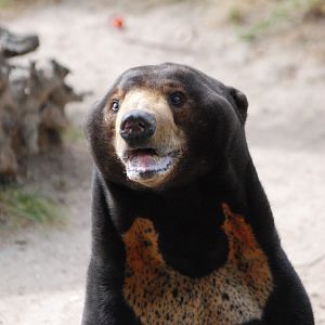 Malayan Sun Bear at Zoo Aquarium de Madrid, 20th May 2022