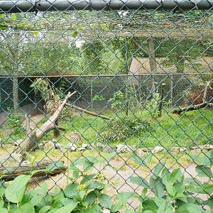 Serval exhibit, 2022-05-17