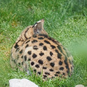 Serval (Leptailurus serval), 2022-05-17