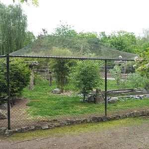 Large mixed aviary, 2022-05-17