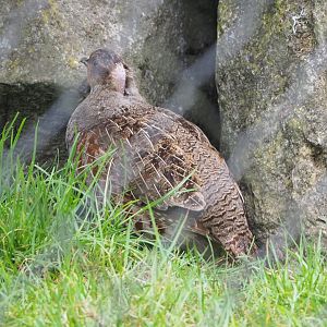 Grey partridge (Perdix perdix), 2022-05-17