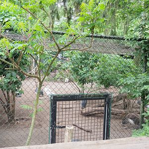 Holding aviary for normally free-ranging helmeted guineafowl and blue peafowl, 2022-05-17