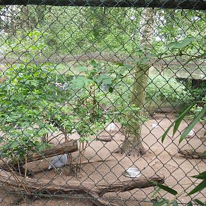 Holding aviary for normally free-ranging helmeted guineafowl and blue peafowl, 2022-05-17