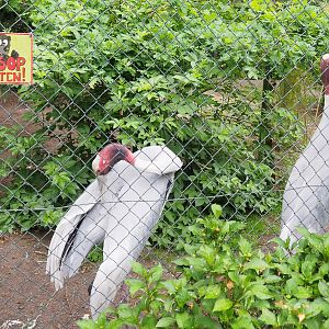 Indian sarus cranes (Antigone antigone antigone), 2022-05-17