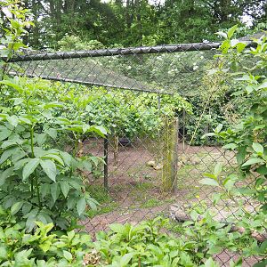 Indian sarus crane aviary, 2022-05-17
