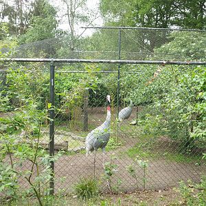 Indian sarus crane aviary, seen from inside the Zie-Zoo College log cabin, 2022-05-17