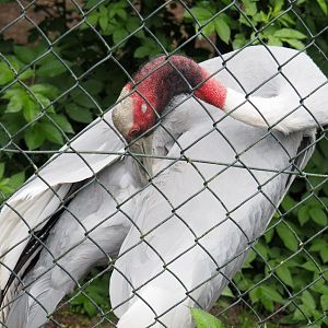 Indian sarus crane (Antigone antigone antigone), 2022-05-17