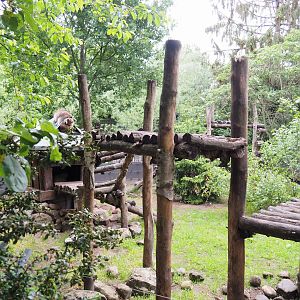 Northern raccoon exhibit, 2022-05-17