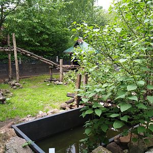 Northern raccoon exhibit, 2022-05-17