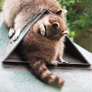 Northern Raccoon (Procyon lotor), 2022-05-17