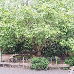 Mandarin duck and Red-breasted goose exhibit, 2022-05-17