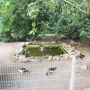 Mandarin duck and Red-breasted goose exhibit, 2022-05-17