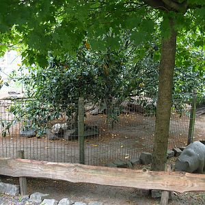 Mandarin duck and Red-breasted goose exhibit, 2022-05-17