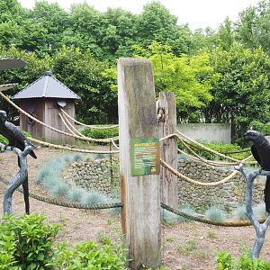 Former open-topped macaw exhibit, now garden area for insects, 2022-05-17