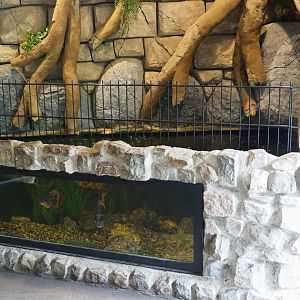 Silver arowana and Tiger oscar tank in the restaurant building (former entrance building), 2022-05-17