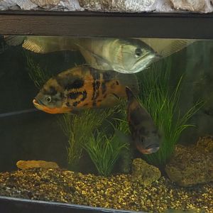 Silver arowana2022-05-17