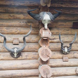 African animal horn specimens, 2022-05-17