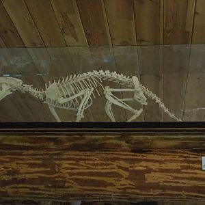 Indochinese clouded leopard (Neofelis nebulosa nebulosa) mounted skeleton, 2022-05-17