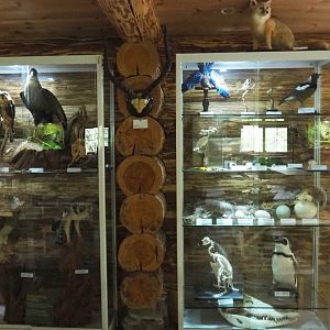 Natural history specimen display cabinets, 2022-05-17