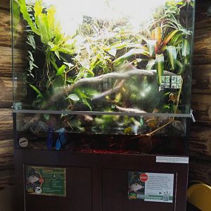 Vietnamese crocodile lizard terrarium, 2022-05-17