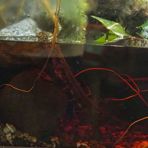 Vietnamese crocodile lizard (Shinisaurus crocodilurus vietnamensis), 2022-05-17